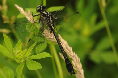 Male
19 June 2014  Rusk, WI